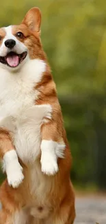 Adorable corgi standing on hind legs in a natural setting.