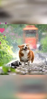 Corgi joyfully runs on rainy tracks with colorful hearts floating.