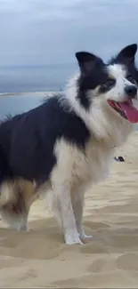 A happy dog standing on a sandy beach with the ocean in the background.