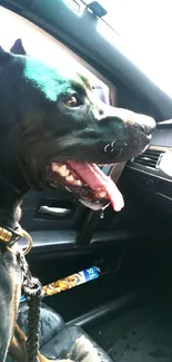 Black dog sitting in car with tongue out, looking happy.