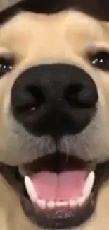 Close-up of a happy dog's face with a big smile.