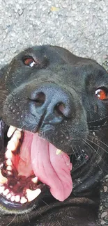 Close-up of a happy black dog with tongue out, on a textured surface background.