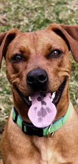 Happy brown dog with green collar sitting in a grassy field.