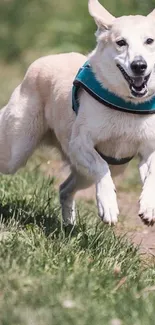 Joyful dog running in a green field mobile wallpaper.