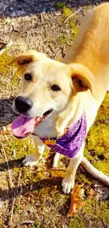 Joyful dog with bandana on forest floor in sunshine.