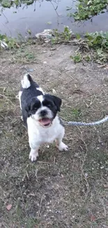 A happy black and white dog on a leash by a riverbank.