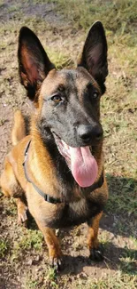 A happy dog with perked ears sitting outdoors on grass.