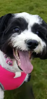 A happy black and white dog wearing a pink vest on green grass.