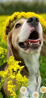 Joyful dog with flower crown in yellow field.