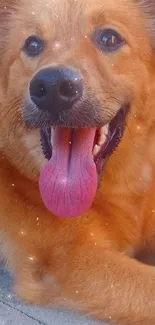 Happy brown dog lying on pavement with tongue out.