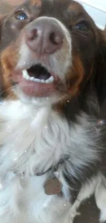 Happy brown and white dog with open mouth, looking up.