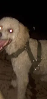 Happy dog with fluffy coat at night, smiling widely in a dark setting.