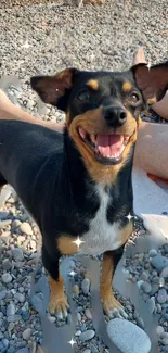 Smiling dog standing on a pebble beach.