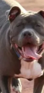 Joyful dog strolling on a dusty path, radiating happiness.