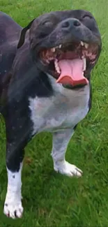 Joyful black and white dog smiling on a vibrant green lawn.