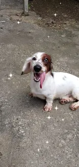 Playful dog sitting on pavement with tongue out.