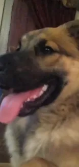 Joyful dog with tongue out, close-up portrait.