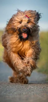 Joyful dog running on a path outdoors, showcasing energy and happiness.