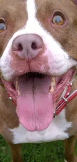 Smiling brown dog with pink tongue on grass background.