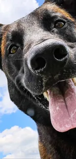 A playful and smiling dog with blue sky background mobile wallpaper.