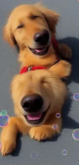 Two happy golden retrievers on grey background