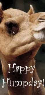 Humorous camel photo with 'Happy Humpday' text for a fun wallpaper.