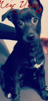 Adorable black puppy wishing Happy New Year.