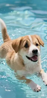 Cute puppy swimming happily in a pool.