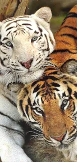 Head Bengal Tiger Siberian Tiger Live Wallpaper