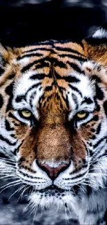 Close-up of a fierce tiger's face with striking details and intense gaze.