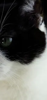 Head Cat Eye Live Wallpaper