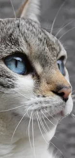 Close-up of a blue-eyed cat with gray fur and detailed facial features.