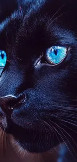 Head Cat Eye Live Wallpaper