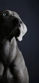 Elegant Weimaraner dog in dark setting.