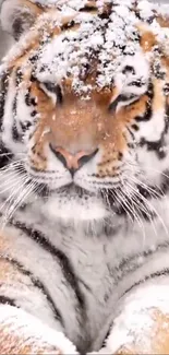 Close-up of a snow-covered tiger's face with serene expression.