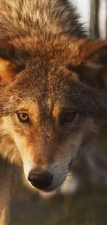 Head Eye Red Fox Live Wallpaper