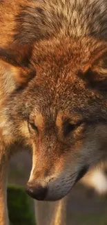 Head Eye Red Fox Live Wallpaper