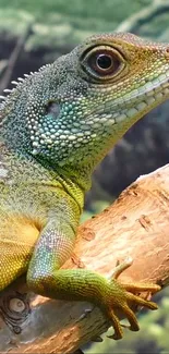 Head Green Iguania Live Wallpaper