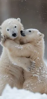 Two cute polar bears embracing in the snow.