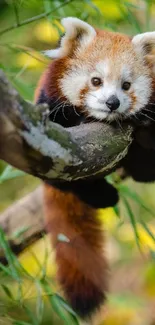 Head Red Panda Eye Live Wallpaper