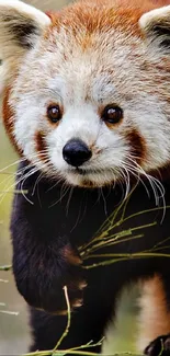 Head Red Panda Plant Live Wallpaper