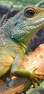 Head Reptile Green Live Wallpaper