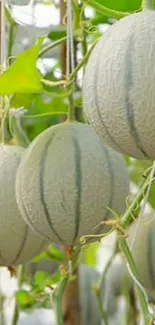 A fresh and vibrant image of green melons hanging in a garden setting.