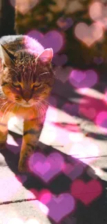 Cute cat with heart-shaped bokeh wallpaper.