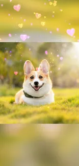 Happy Corgi on grass with a sparkling heart-filled background.