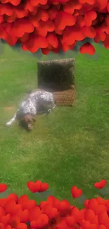 Dog resting in garden with heart-shaped floral frame.