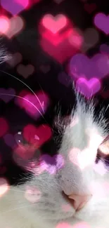 Cute black and white cat with glowing pink hearts background.