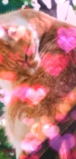 Cute orange cat with heart overlays in a glowing pink wallpaper.