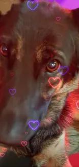 Charming dog with glowing hearts wallpaper.