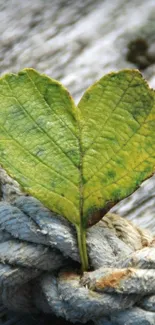 Heart-shaped green leaf on a gray rope.